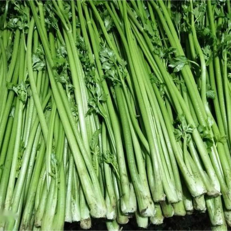 山东精品芹菜大量上市货源稳定欢迎全国客户订购