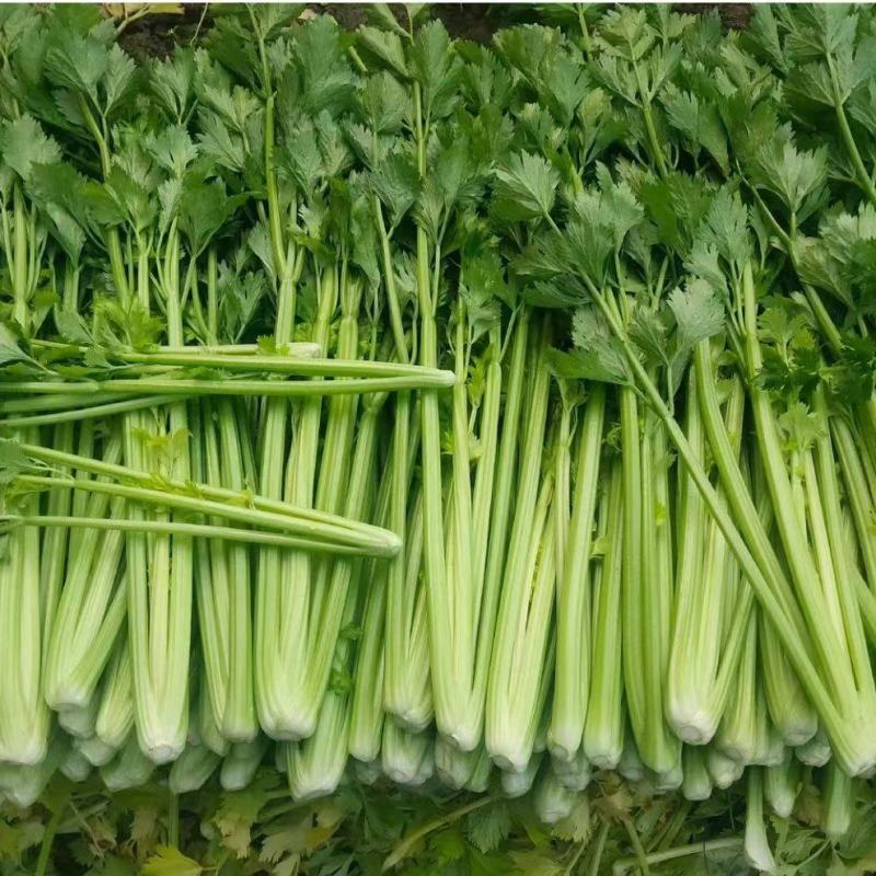 山东精品芹菜大量上市货源稳定欢迎全国客户订购
