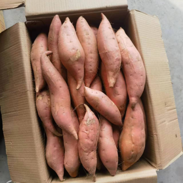 唐山烟薯25
