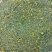 野菊花