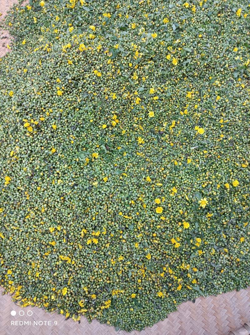 野菊花