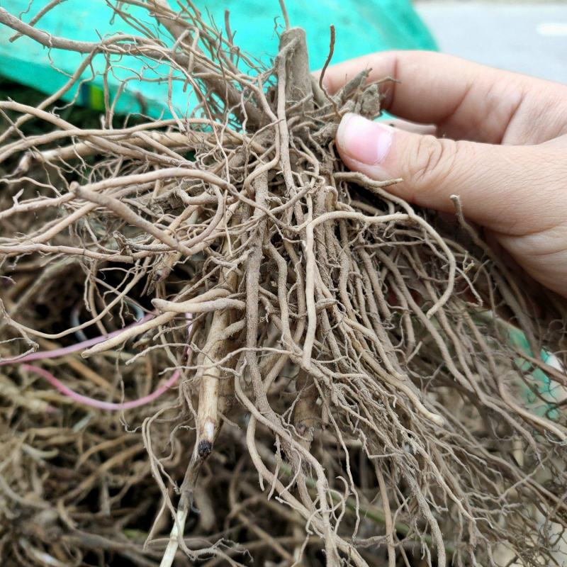 佩兰芽子佩兰苗一年种多年收提供种植技术回收产品