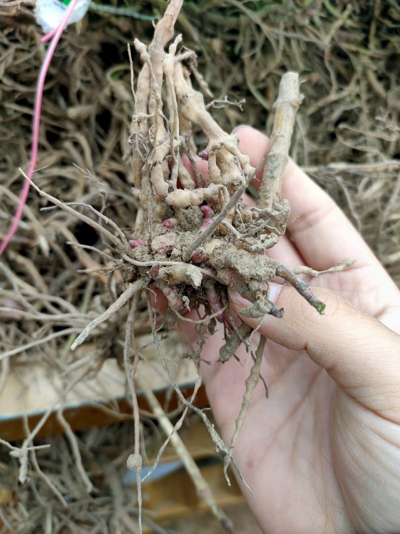 佩兰芽子佩兰苗一年种多年收提供种植技术回收产品