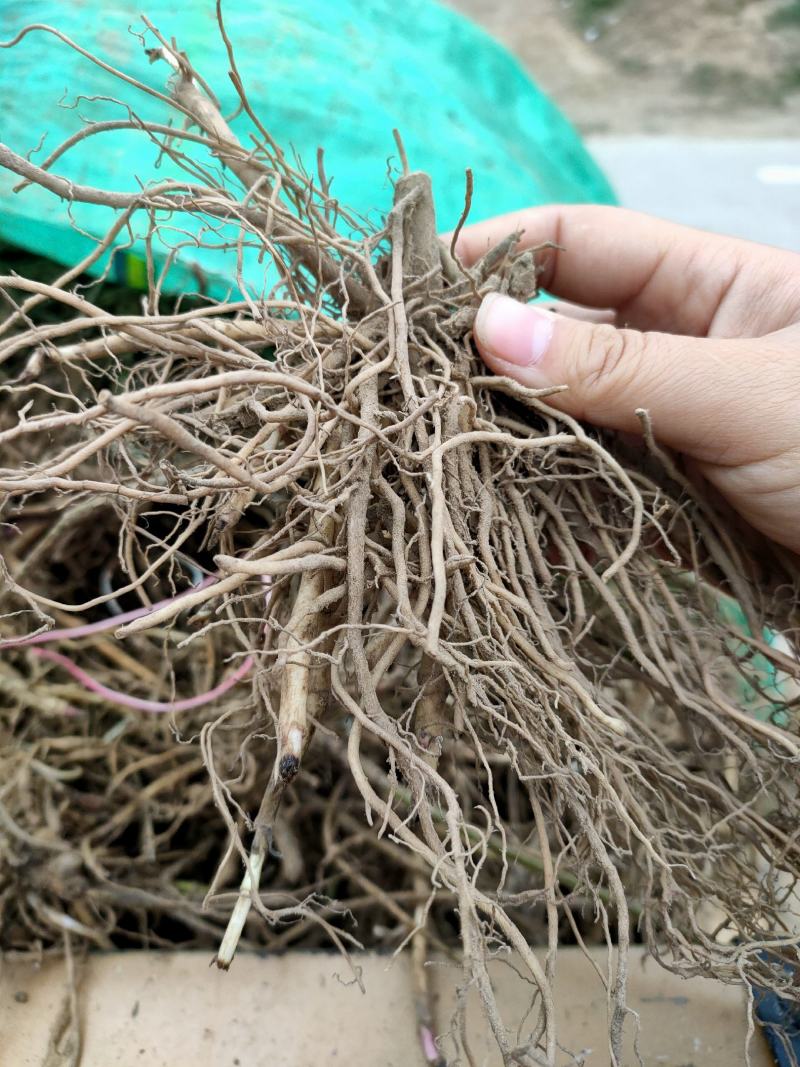 佩兰芽子佩兰苗一年种多年收提供种植技术回收产品