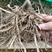 佩兰芽子佩兰苗一年种多年收提供种植技术回收产品