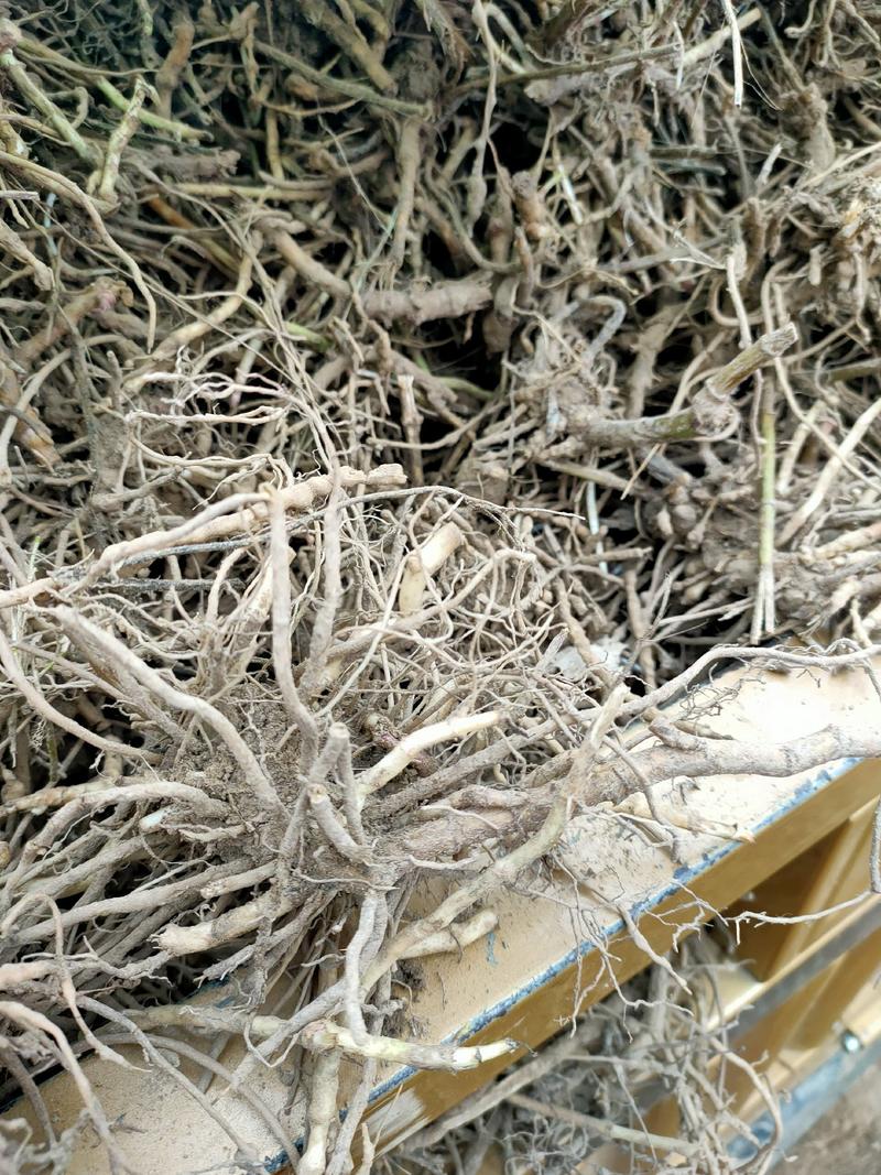 佩兰芽子佩兰苗一年种多年收提供种植技术回收产品