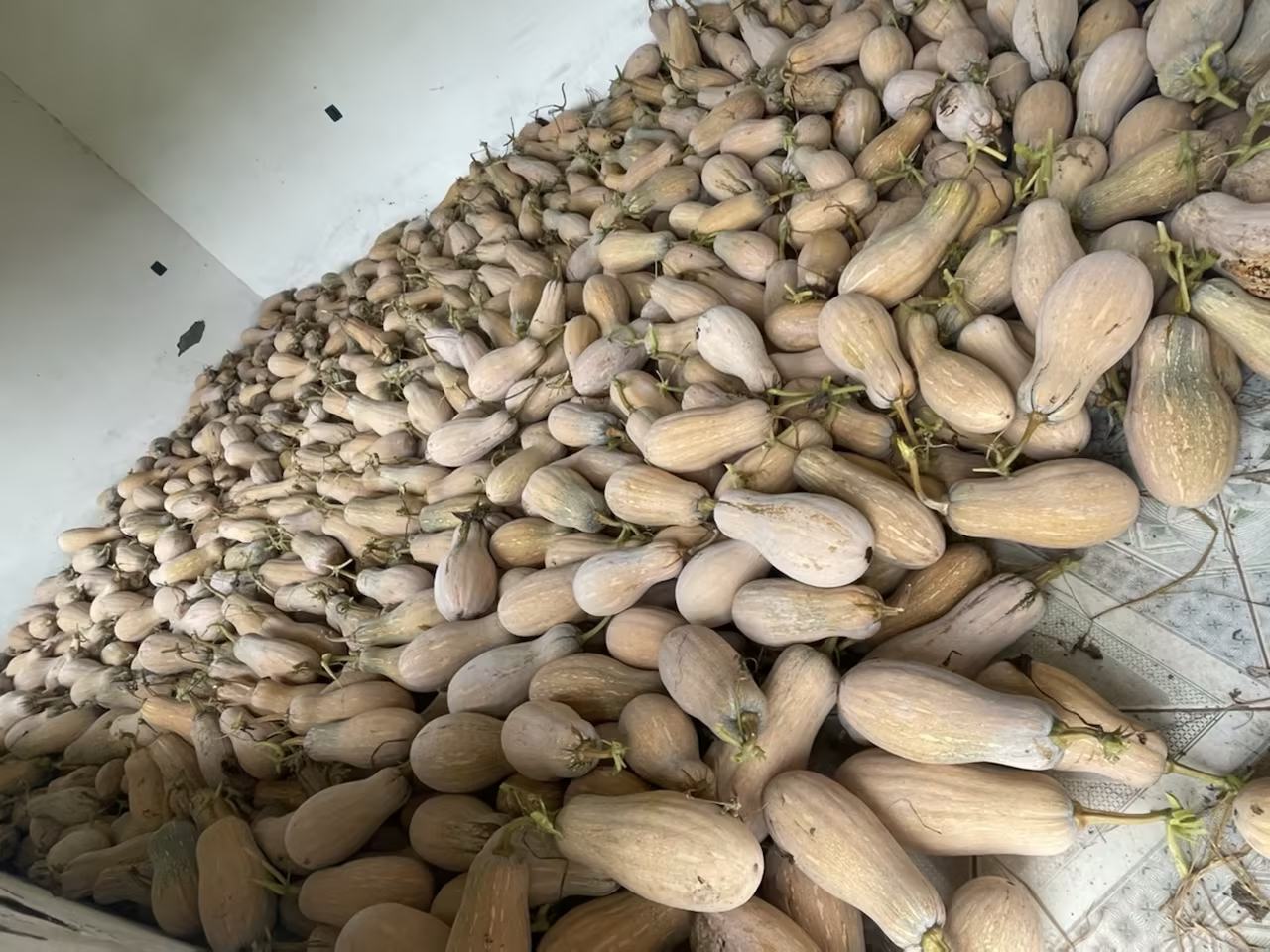 蜜本南瓜优质种子展示图
