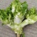 大量出售四川精品儿菜发往全国各地