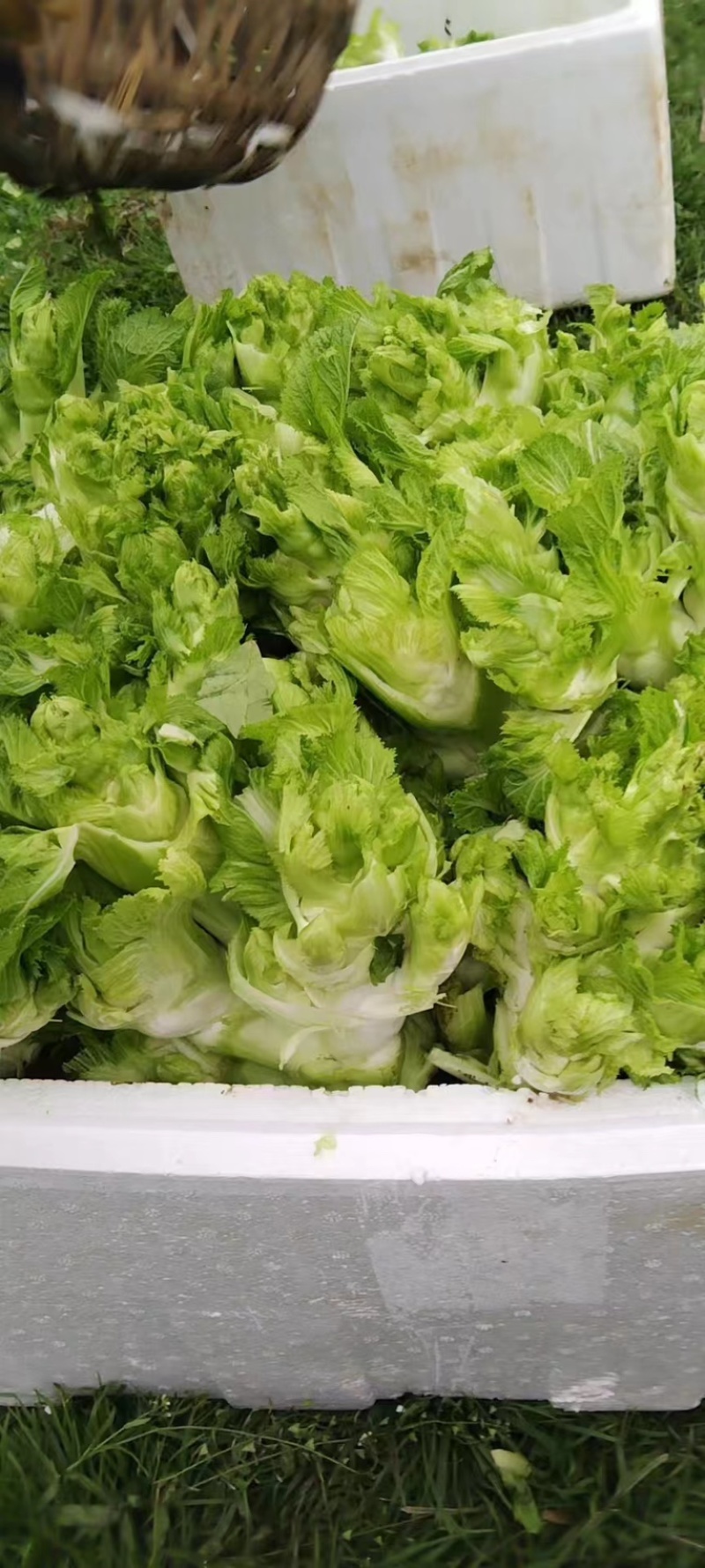 大量出售四川基地一手精品儿菜