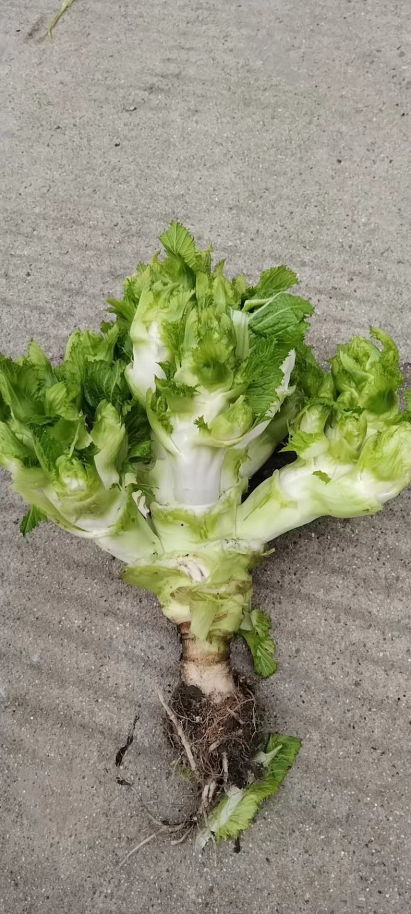 大量出售四川基地一手精品儿菜