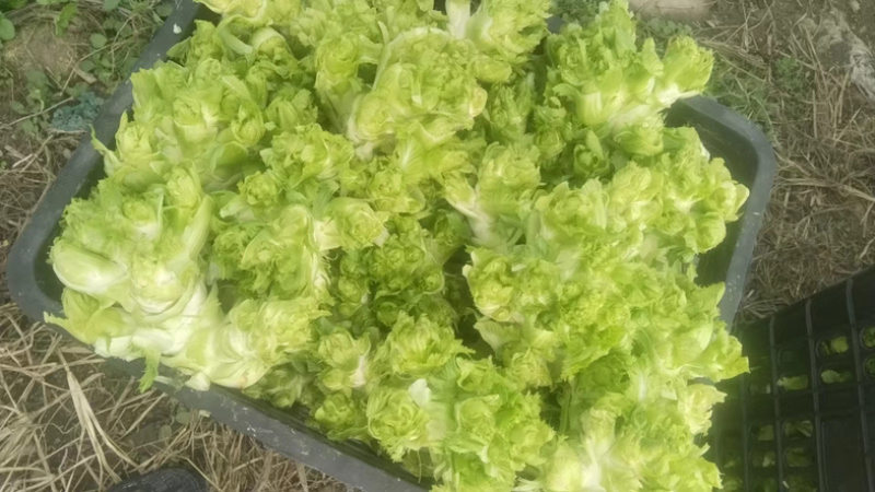 大量出售四川基地一手精品儿菜