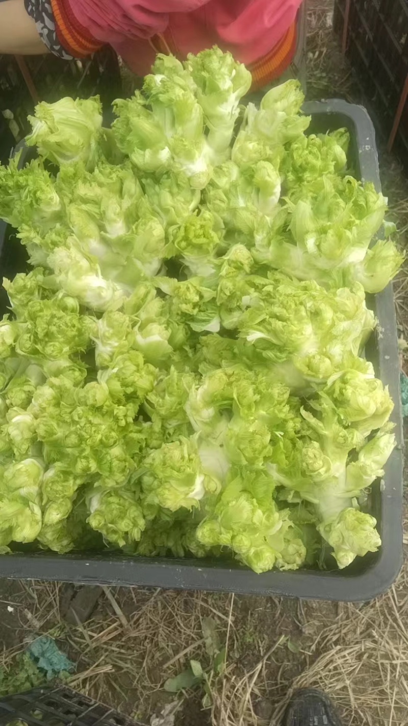 大量出售四川基地一手精品儿菜