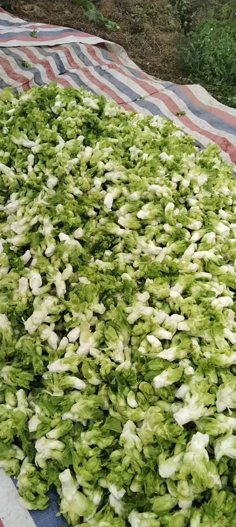 大量出售四川基地一手精品儿菜