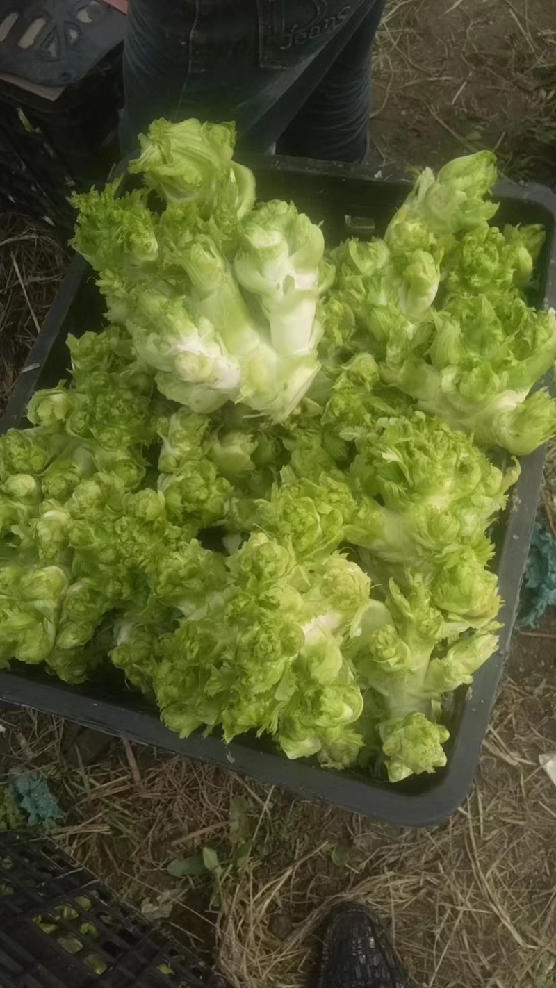 大量出售四川基地一手精品儿菜
