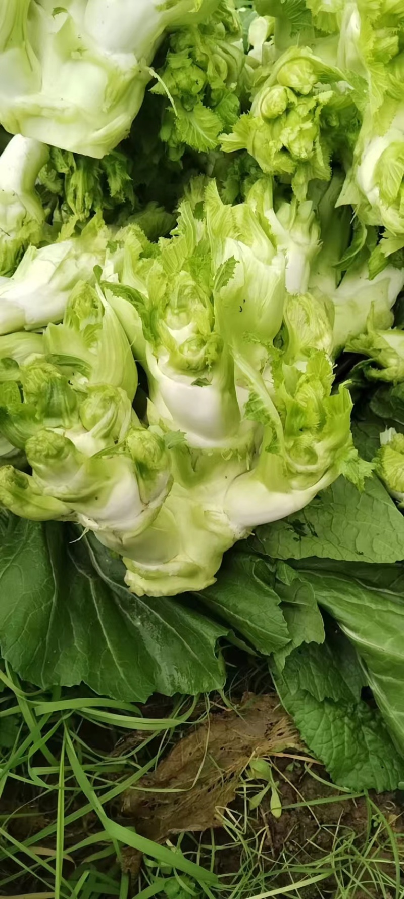 大量出售四川基地一手精品儿菜