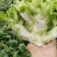大量出售四川基地一手精品儿菜