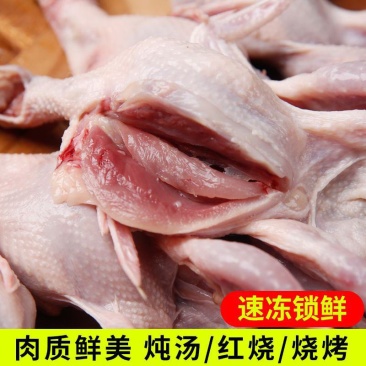 精选特大母鹌鹑鲜活现杀白条鹌鹑鸟肉非乳鸽烧烤炖汤饭店批发