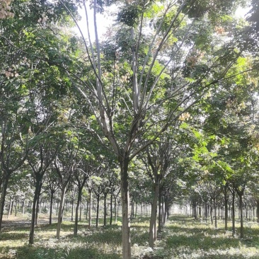 黄山栾树，南栾基地