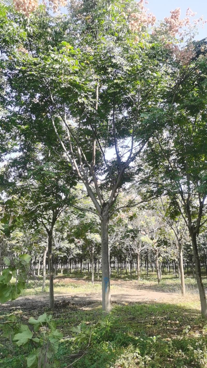 黄山栾树，南栾基地