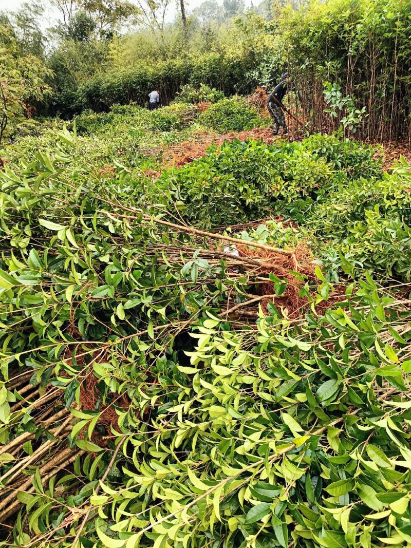 湖南桂花小苗产地直发量大从优欢迎各位老板致电咨询