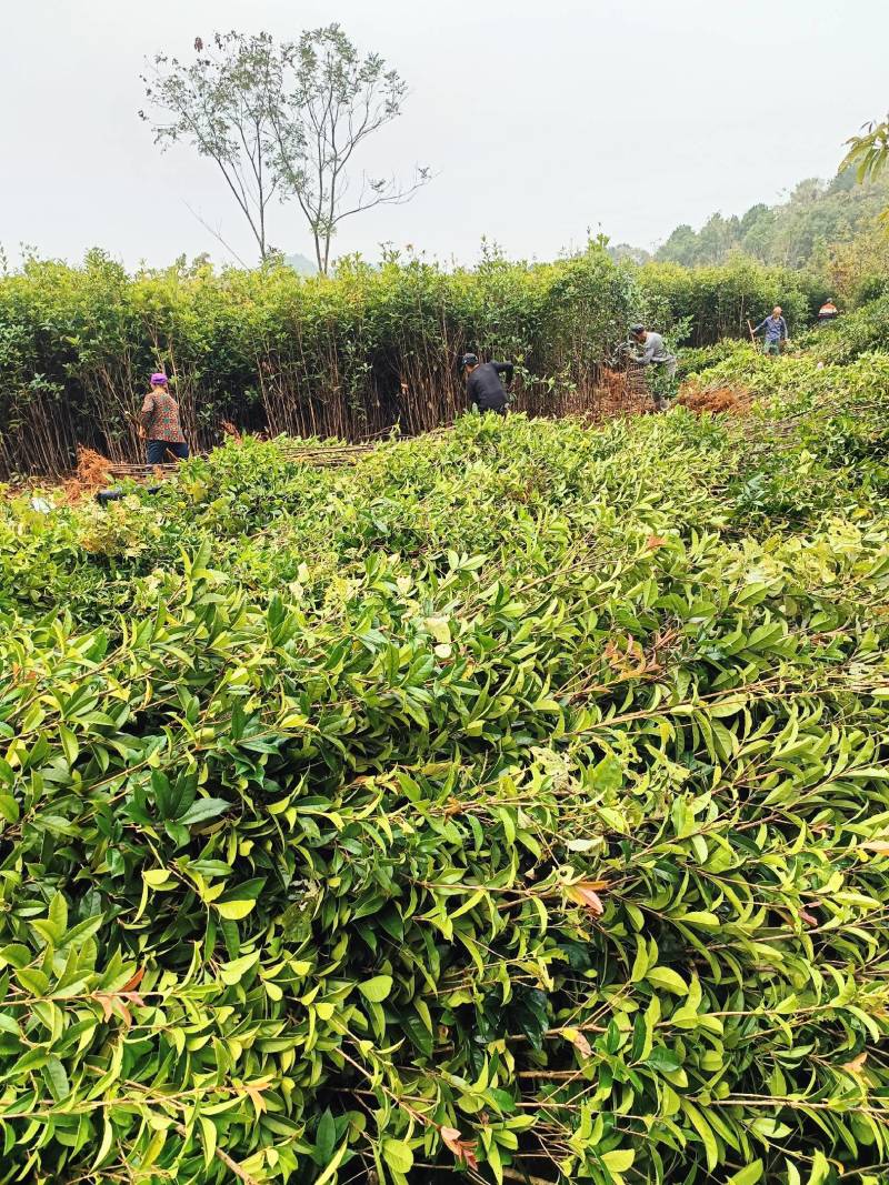 湖南桂花小苗产地直发量大从优欢迎各位老板致电咨询