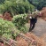 湖南桂花小苗产地直发量大从优欢迎各位老板致电咨询