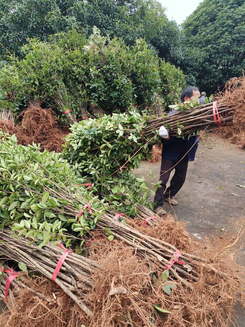湖南桂花小苗产地直发量大从优欢迎各位老板致电咨询