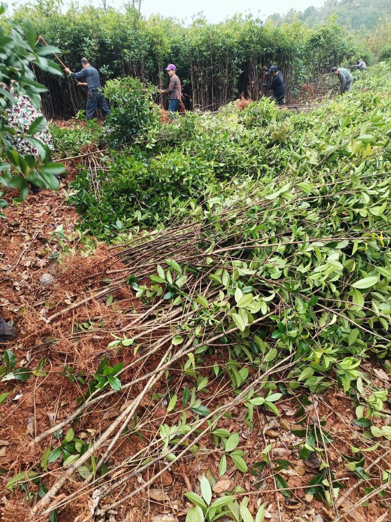 湖南桂花小苗产地直发量大从优欢迎各位老板致电咨询