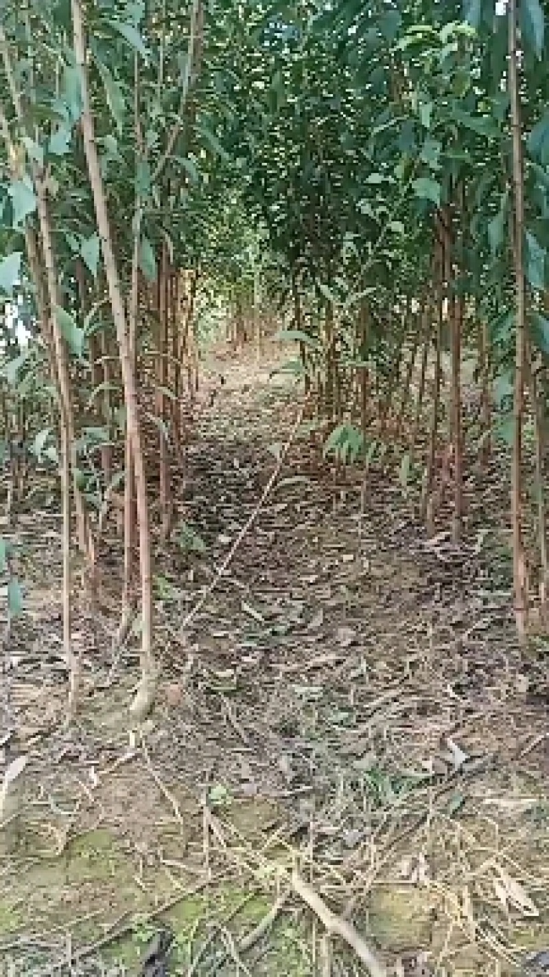 蜂糖李苗贵州蜂糖李苗根系发达成活率高可零售批发全国发货