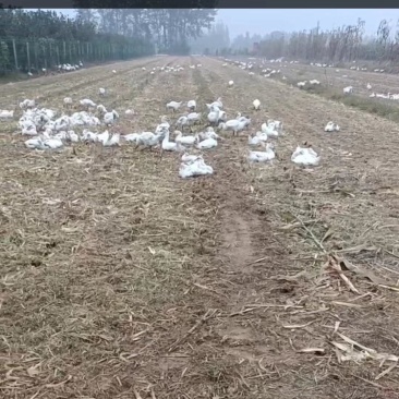 散养三花，大鹅。