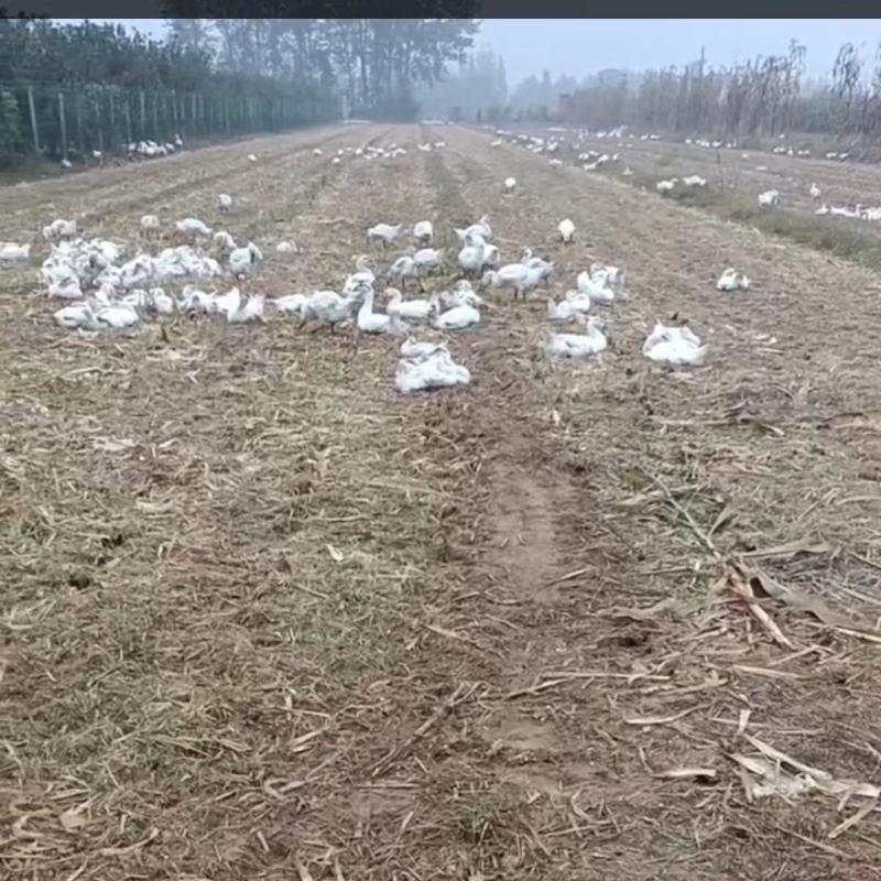 散养三花，大鹅。