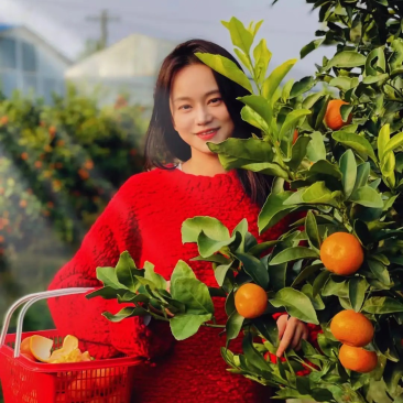 广西砂糖橘，果园直采，产地直发支持视频看货