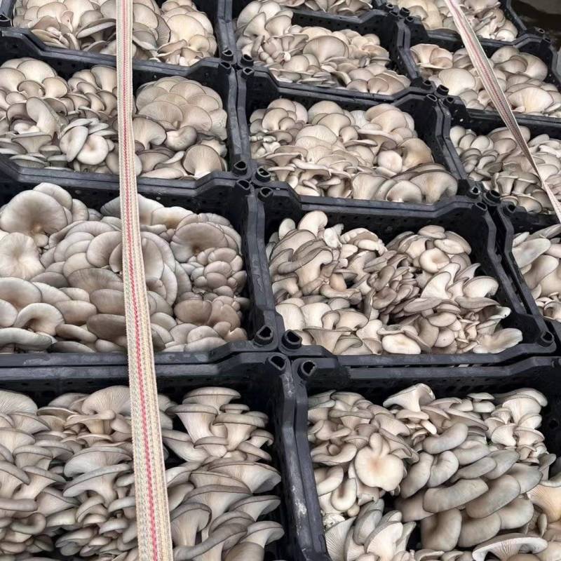 平菇大量供货，质量好。可供应电商，商超市场批发