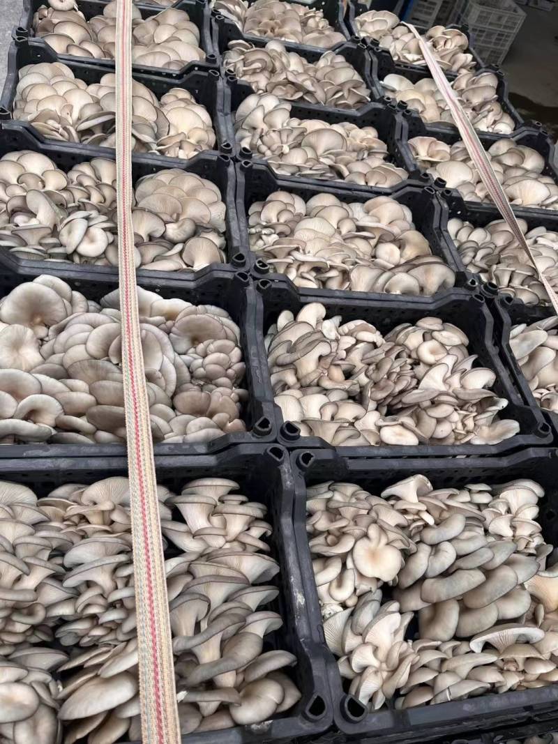 平菇大量供货，质量好。可供应电商，商超市场批发