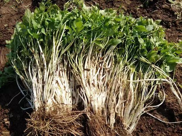 新鲜的芹菜根特写图,展示其白色根部与绿色茎叶连接部位 芹菜根特写