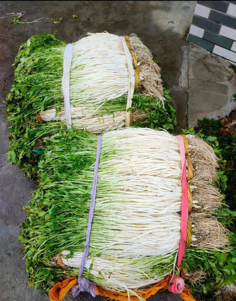 新鲜芹芽白芹
