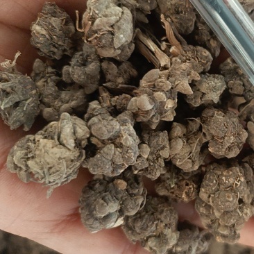 正宗猫爪草，假一陪四