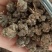 正宗猫爪草，假一陪四