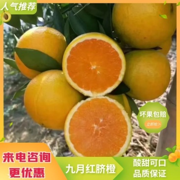 湖北秭归九月红果冻橙皮薄多汁口感甜货源充足对接电商市场
