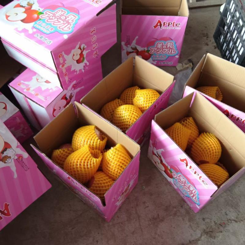 山西省运城市万荣县羊奶苹果产地直销货源充足可代发