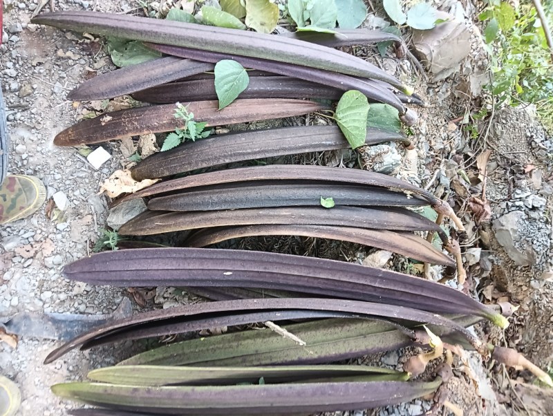 木蝴蝶千层纸整条长30-90cm宽6-12cm