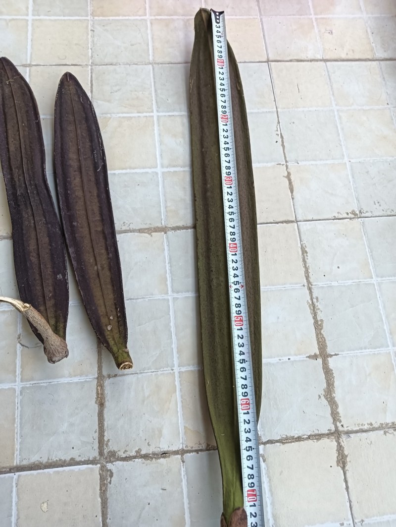木蝴蝶千层纸整条长30-90cm宽6-12cm