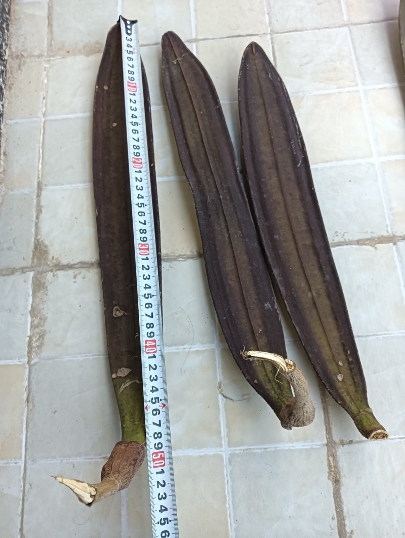 木蝴蝶千层纸整条长30-90cm宽6-12cm