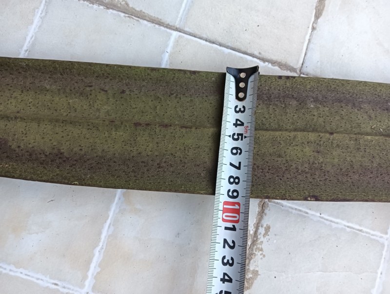 木蝴蝶千层纸整条长30-90cm宽6-12cm