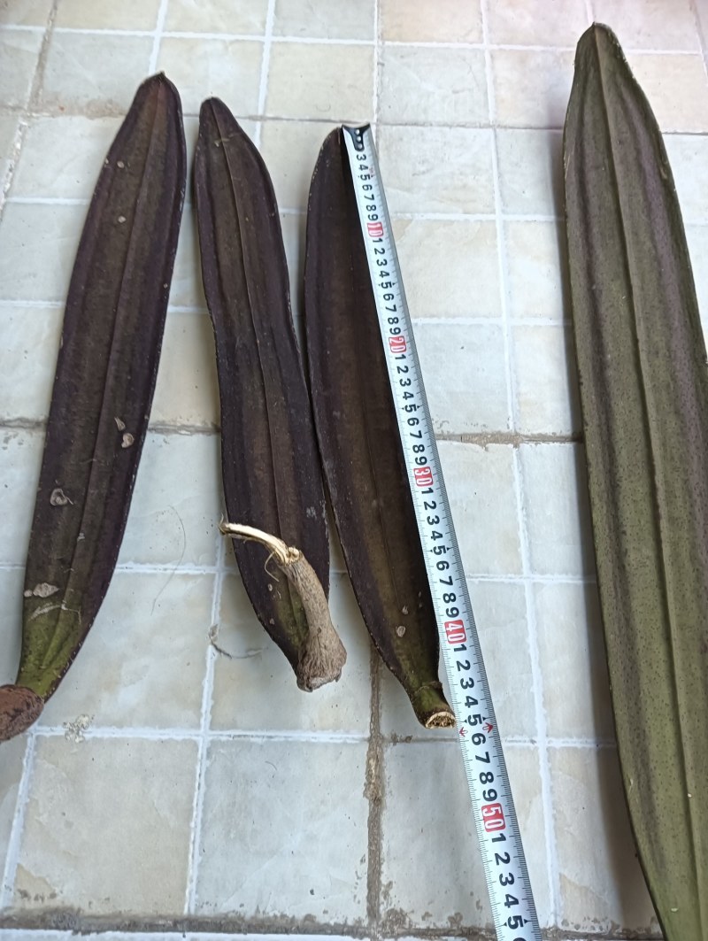 木蝴蝶千层纸整条长30-90cm宽6-12cm