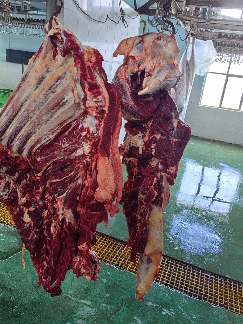 内蒙古黄标牛肉