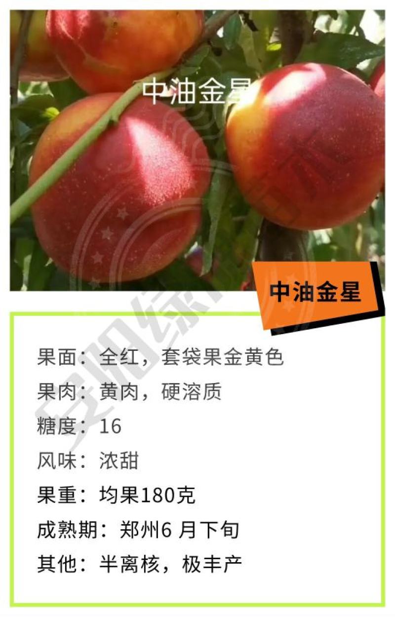 新品种桃树苗开始发货啦，保证纯度，保邮寄