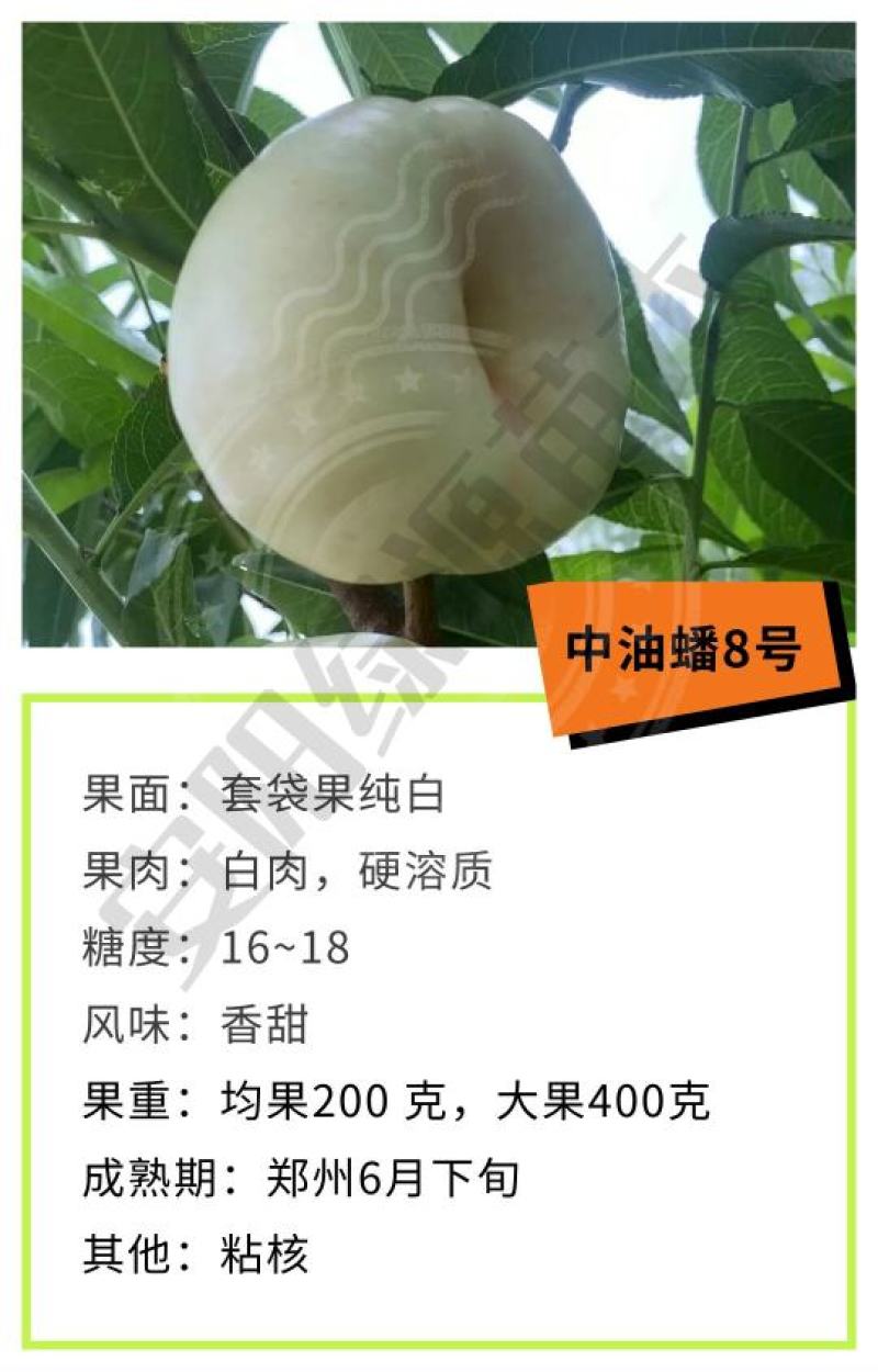 新品种桃树苗开始发货啦，保证纯度，保邮寄