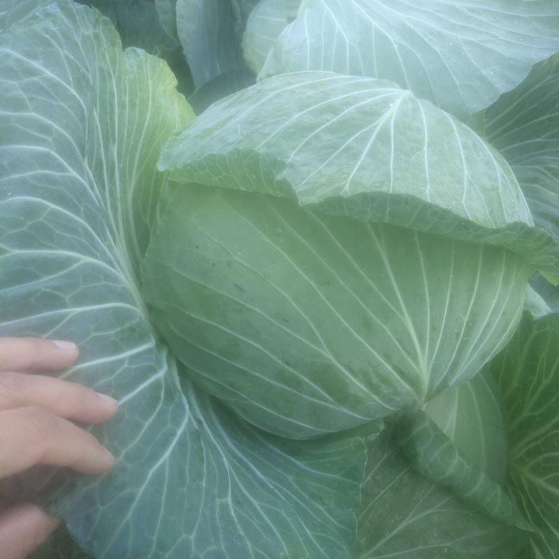 丰园913莲花白，嫩气，货源充足，物美价廉！