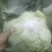 丰园913莲花白，嫩气，货源充足，物美价廉！